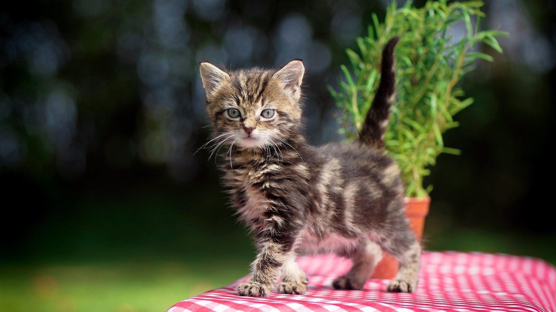 东方巨塔前的孤胆英雄,德罗赞爆发难撼上海队战术铁壁