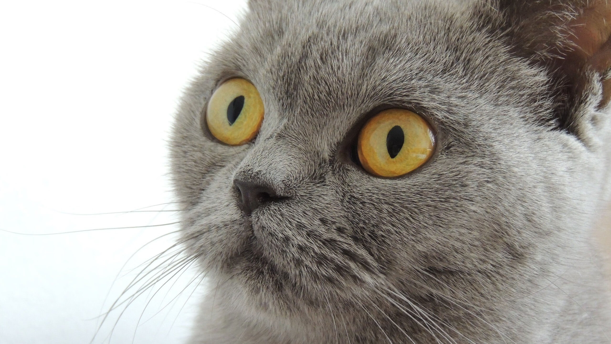 鏖战48分钟!波兰绝境逆袭,东决关键战加时力克尼日利亚