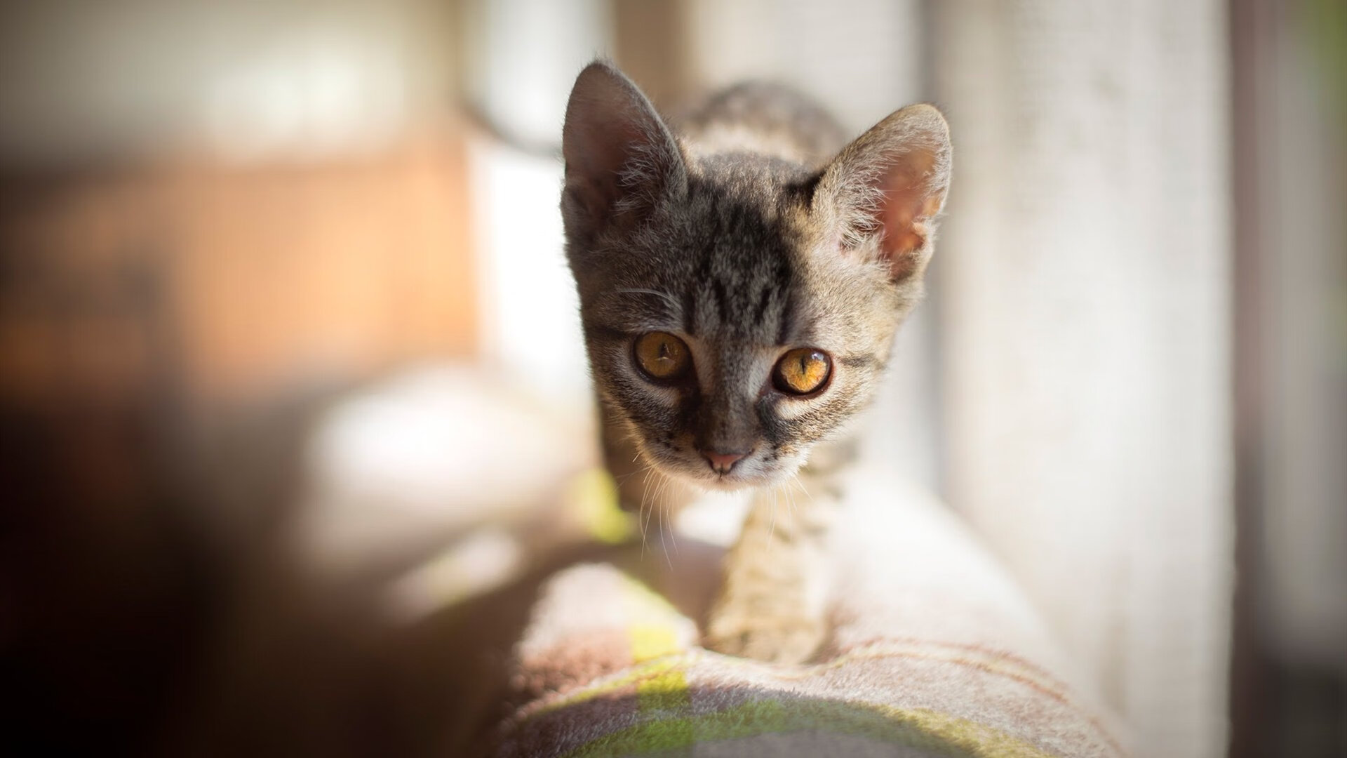 东决关键战与苏格兰突围巴拉圭，双重体育盛宴的焦点分析