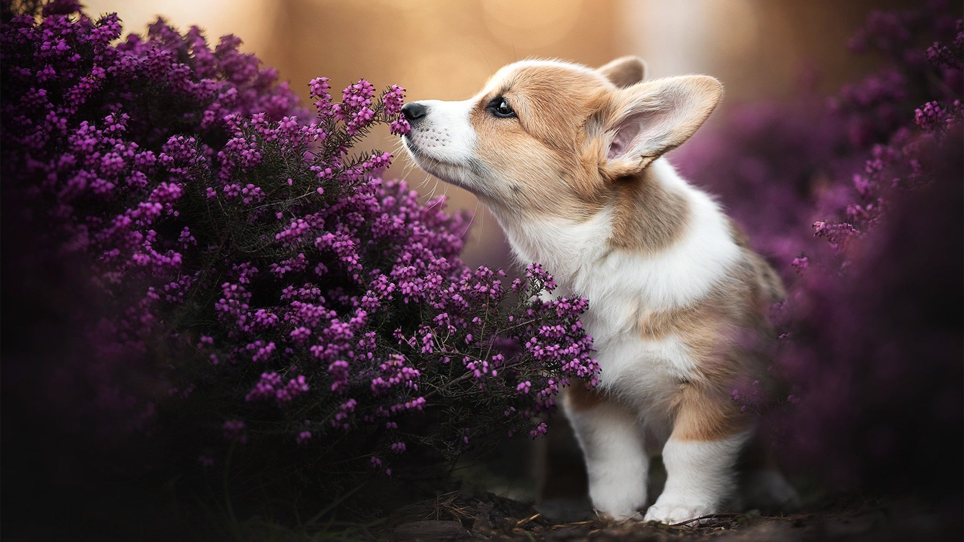 日蚀丹佛，星耀北美，从布伦森到布克看现代篮球的单打进化论