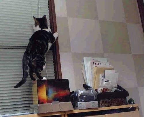 绿茵鏖战，澳大利亚力克塞内加尔，莱奥里程碑闪耀赛场