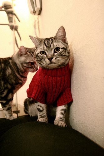 开云体育下载-上海队提前终结勇士悬念，哈利伯顿欧冠淘汰赛独揽风云