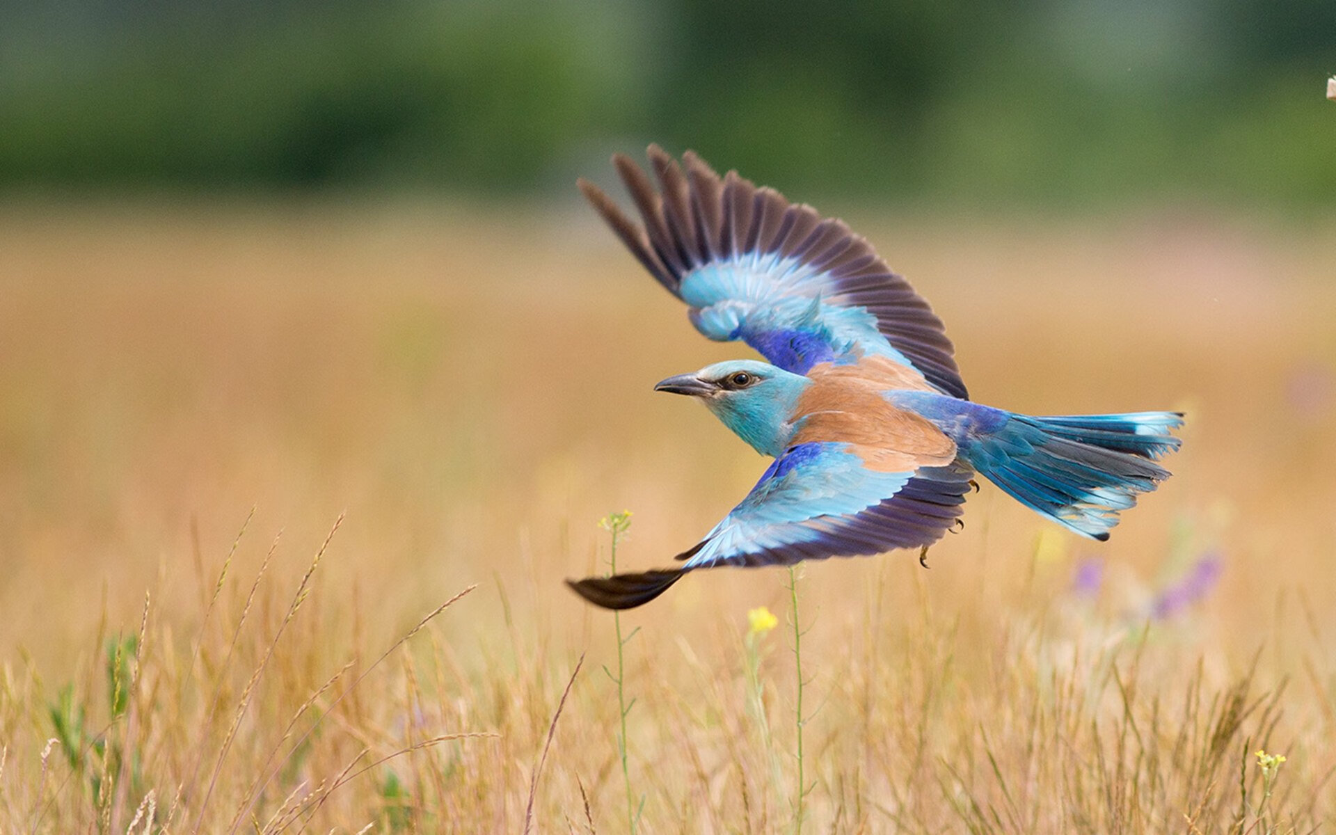 杜兰特光芒四射！老鹰争冠路上顽强出线，马刺王朝余晖难掩