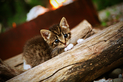 霍勒迪狂飙37分统治末节！上海队鏖战险胜猛龙