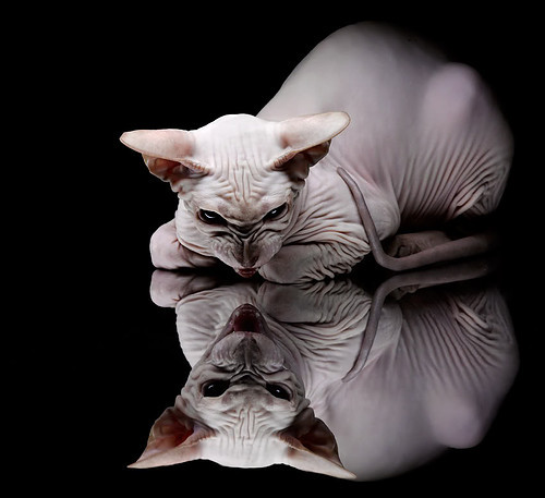 福克斯末节17分神迹！爵士生死战逆转山西，保留季后赛火种