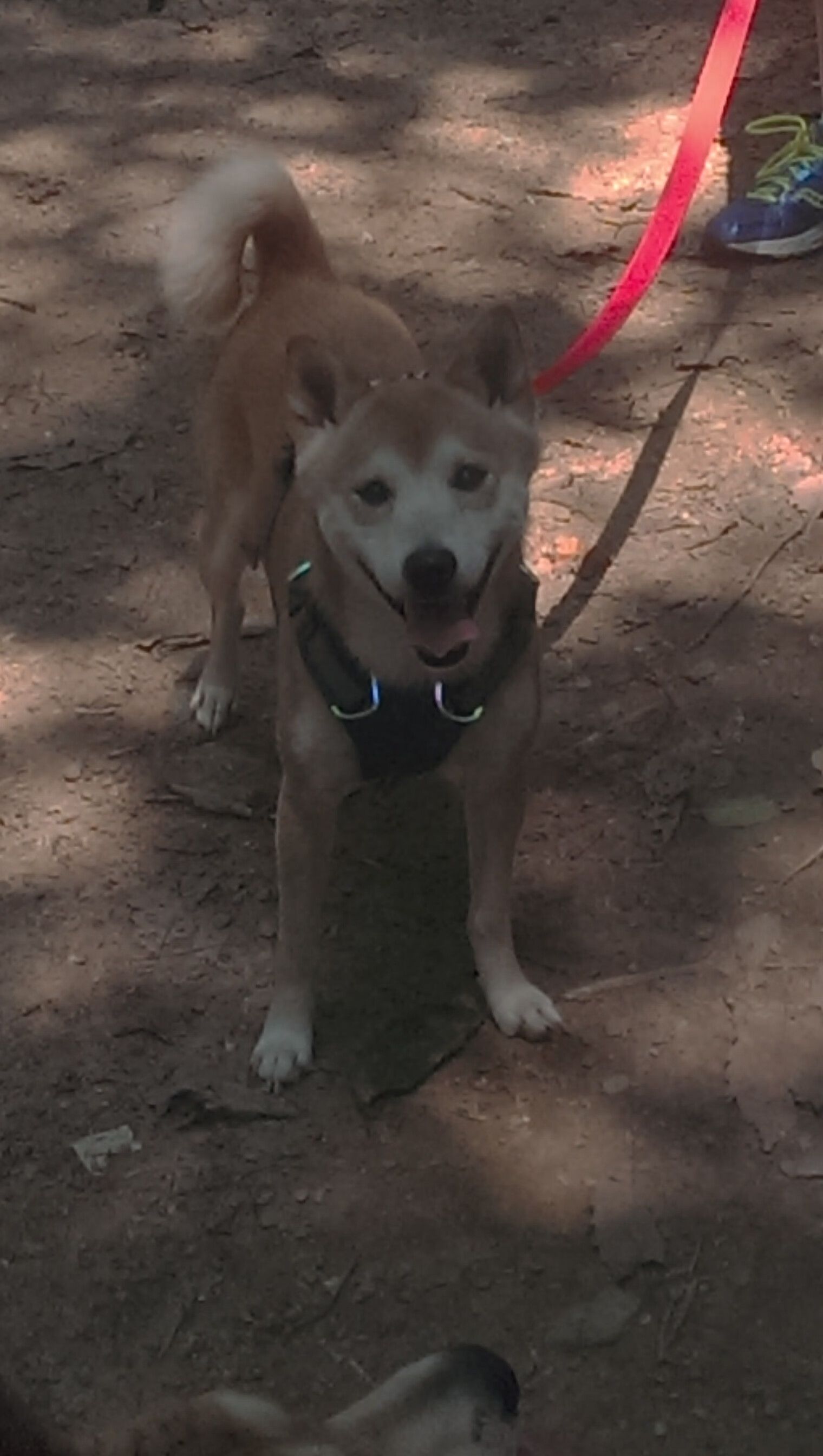 开云体育APP下载-铁幕降临！锡安锁死广厦箭头，奇才客场完成逆转好戏