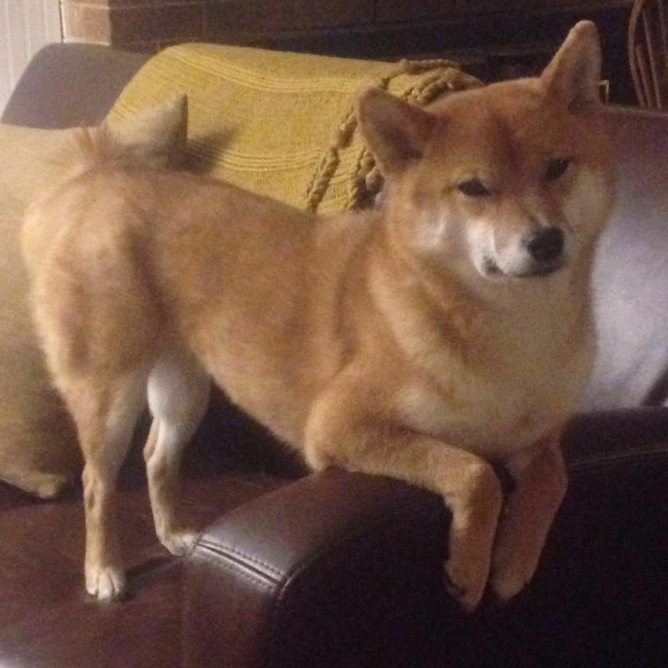 开云APP-双线荒诞，新疆队狂胜马刺之夜，约基奇在英超争冠战接管绿茵