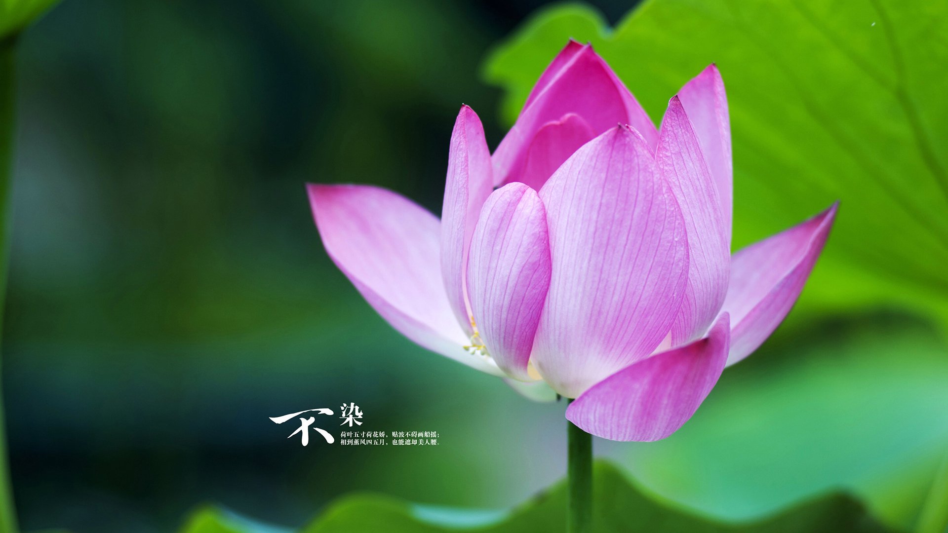 开云体育中国-惊天逆转！乌克兰球队最后时刻绝杀尼斯，阿圭罗彻底打爆钢铁防线